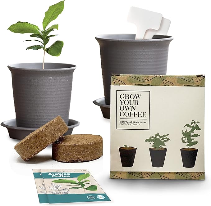 Grow Your Own Coffee Plant Kit